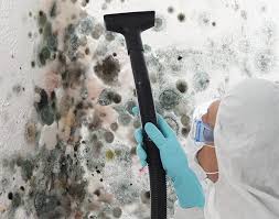 Best Basement Mold Removal in Osgood, IN